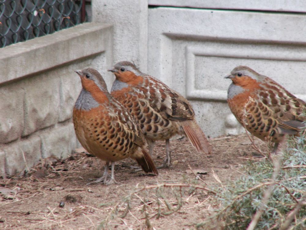 Chinese Bamboo Partridge