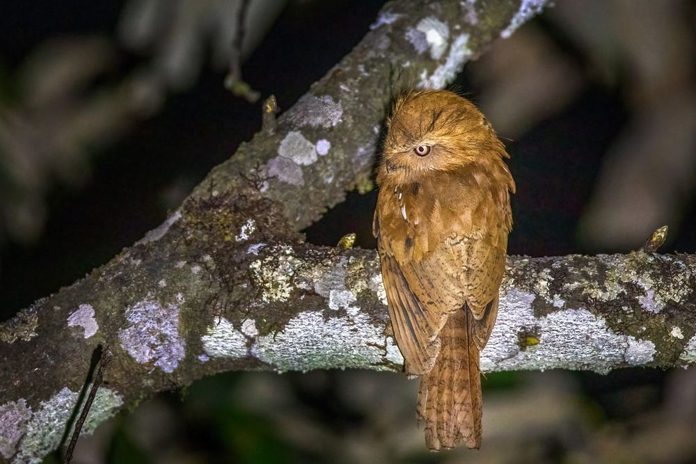 Hodgson's Frogmouth