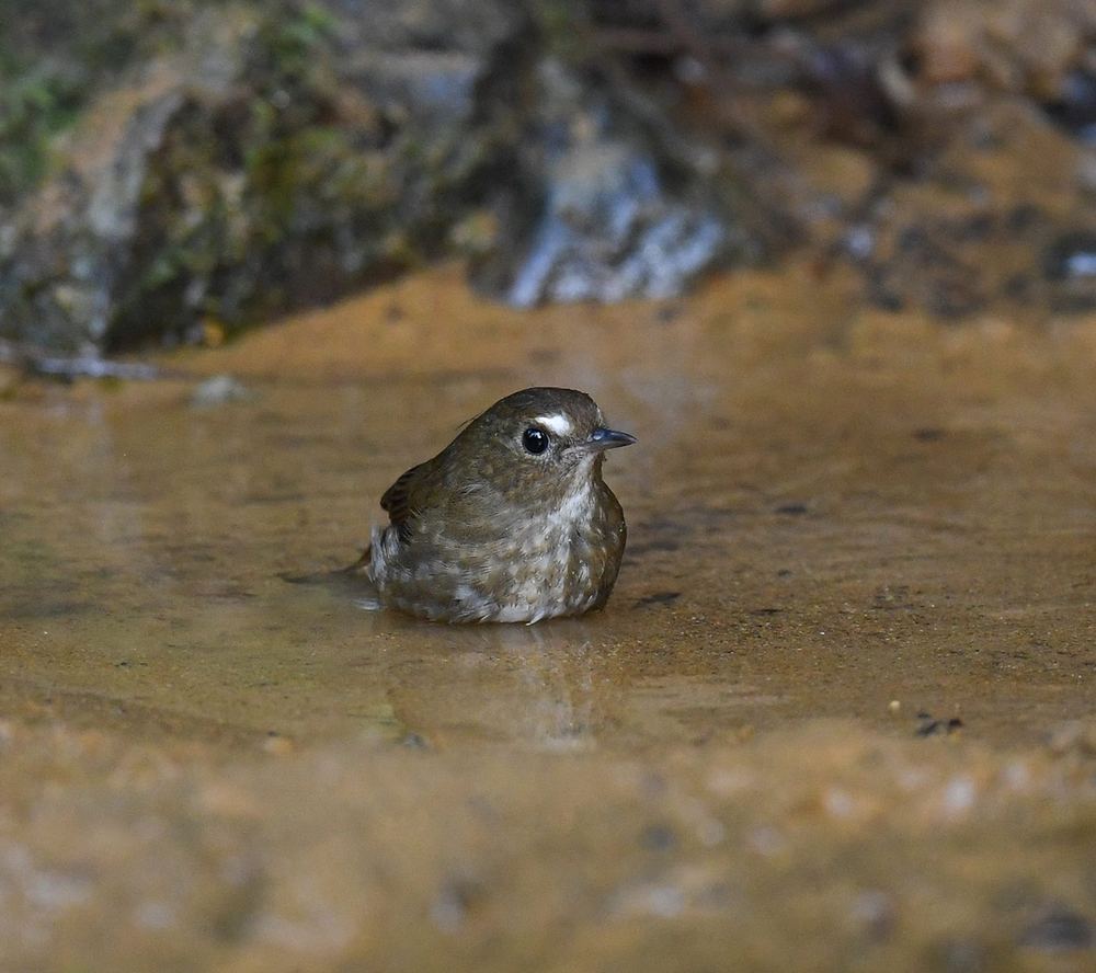 Lesser Shortwing