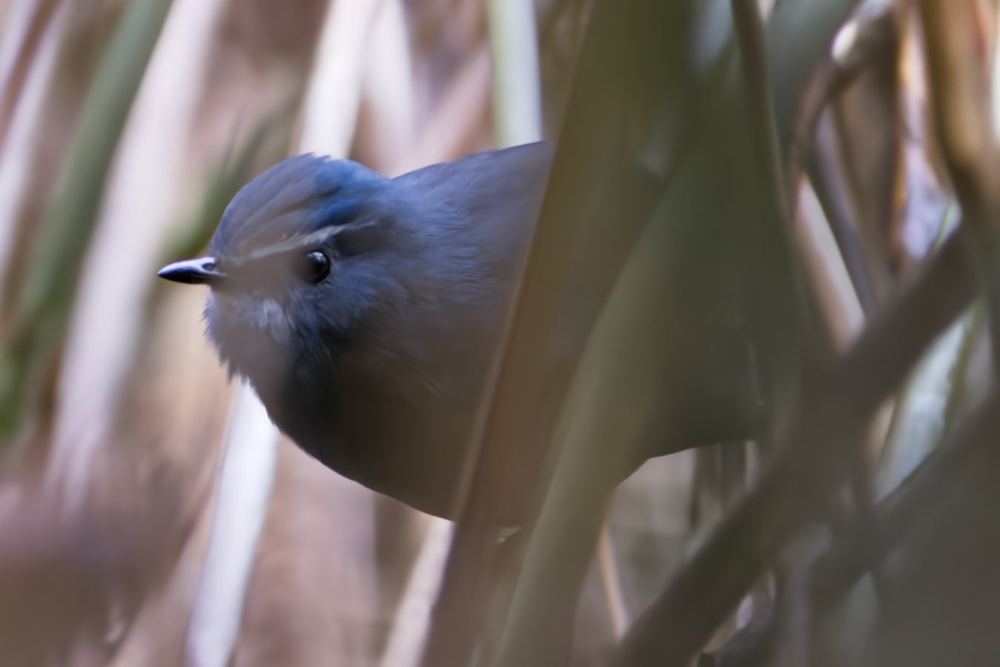Brachypteryx sinensis