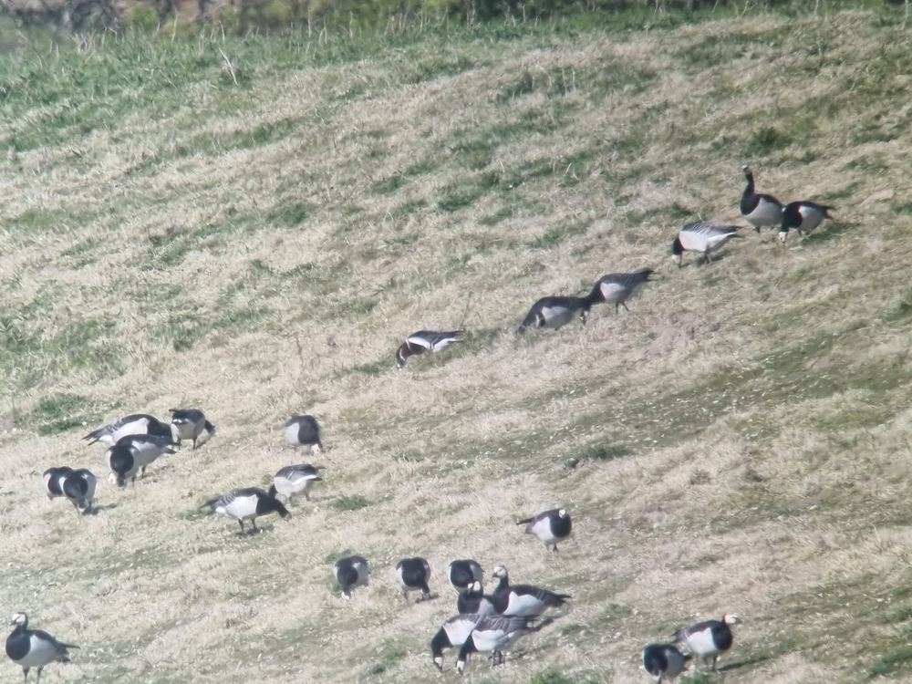 Red-breasted Goose