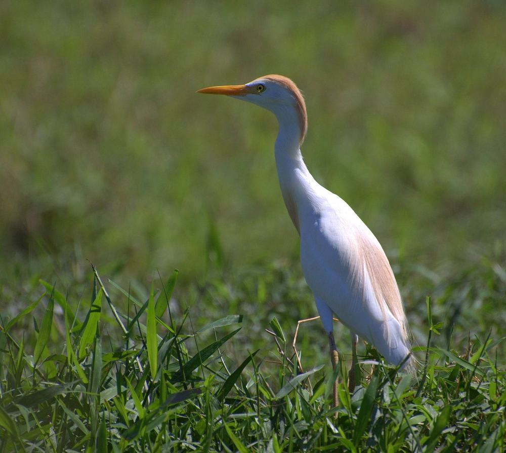Western Cattle Egret
