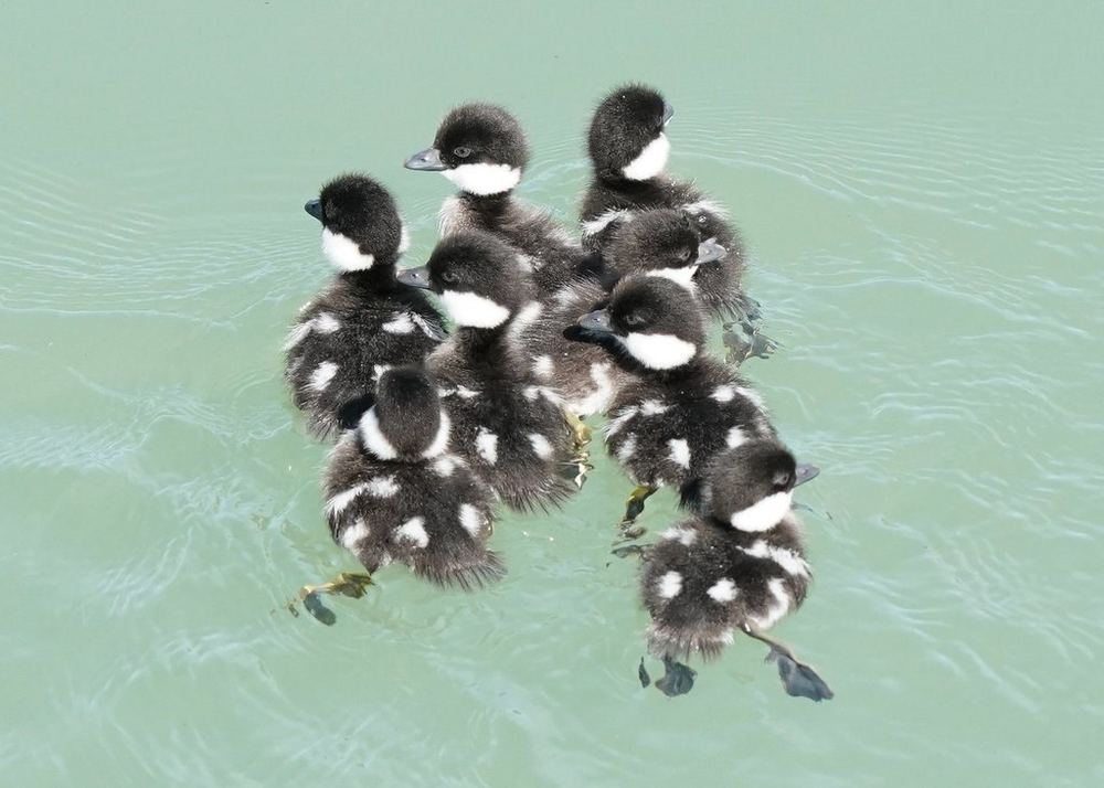 Common Goldeneye