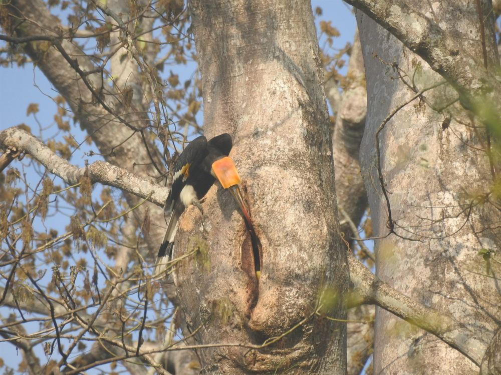 Great Hornbill