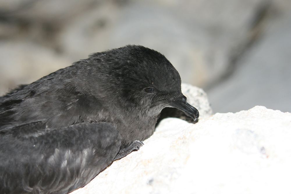 Bulwer's Petrel