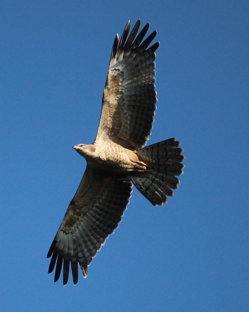 Gray-Faced Buzzard