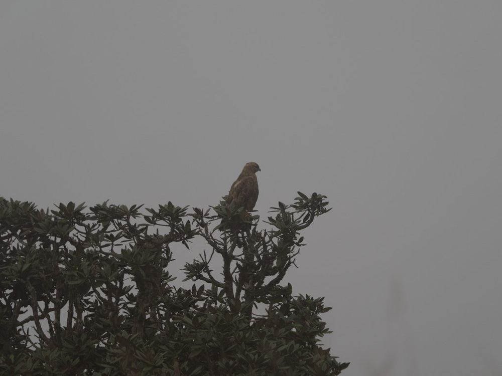 Common Buzzard
