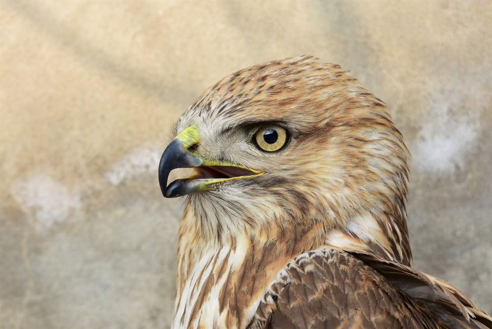 Eastern Buzzard