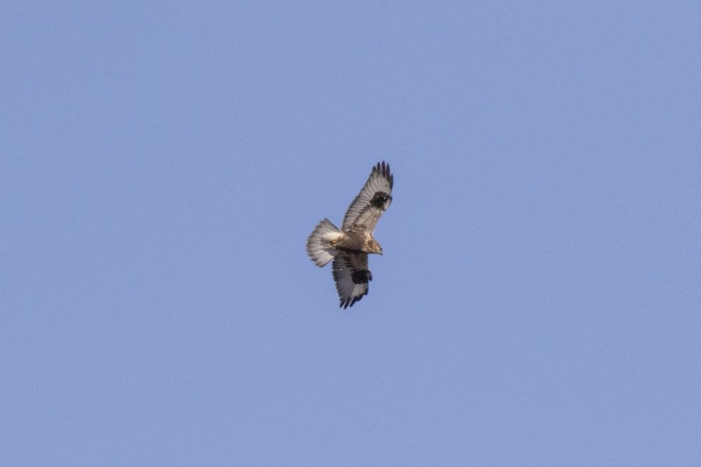 Rough-legged Buzzard