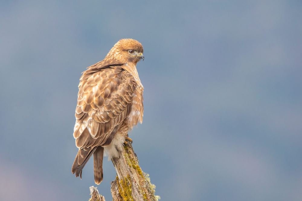 Himalayan Buzzard