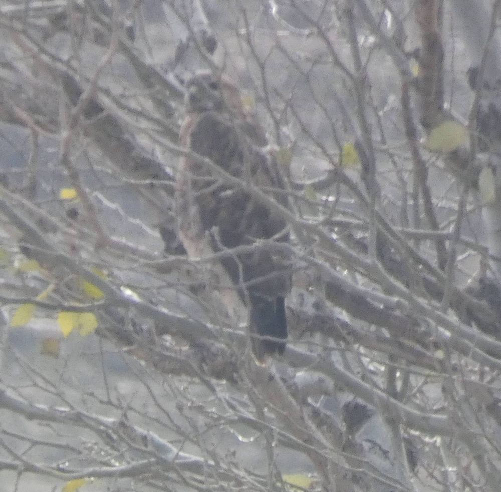 Long-legged Buzzard