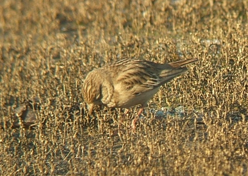 Greater Short-toed Lark
