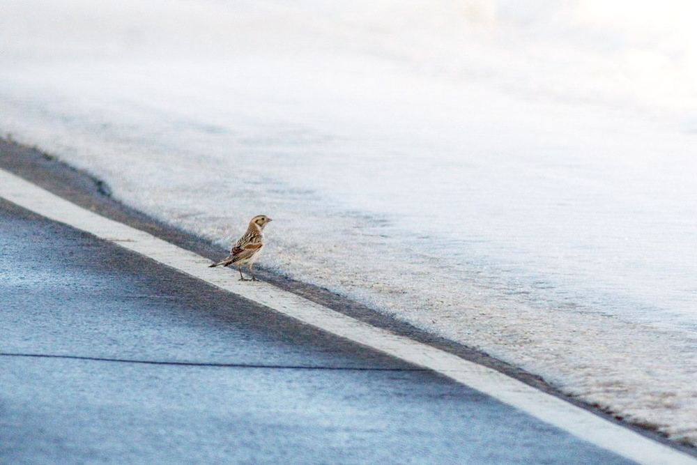 Lapland Longspur
