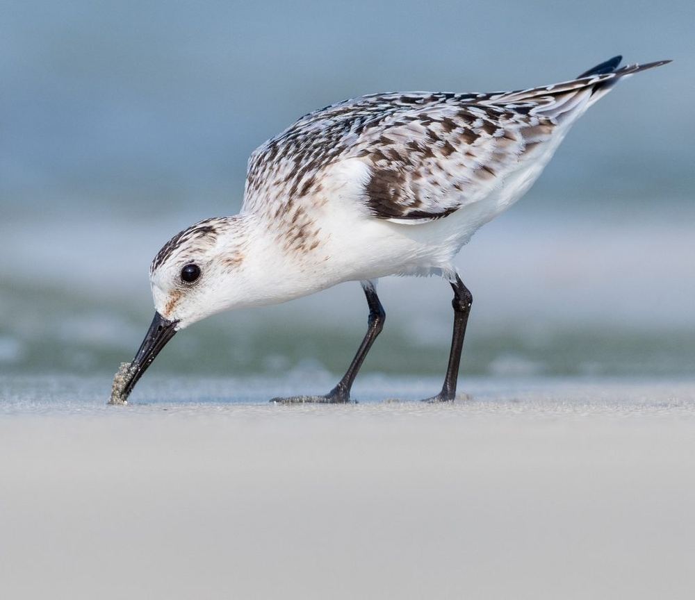 Sanderling
