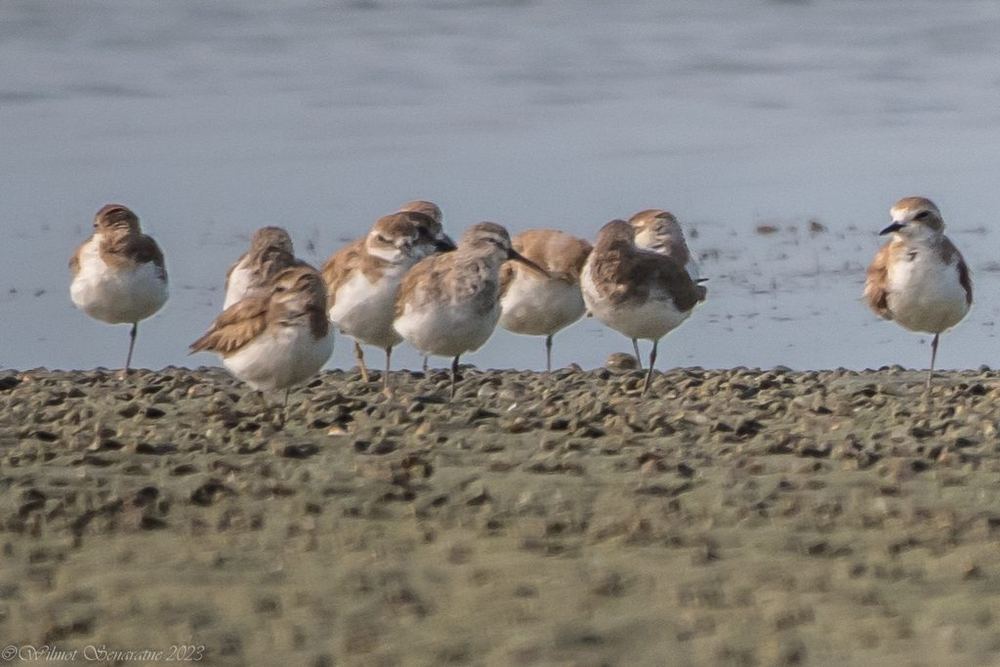 Dunlin