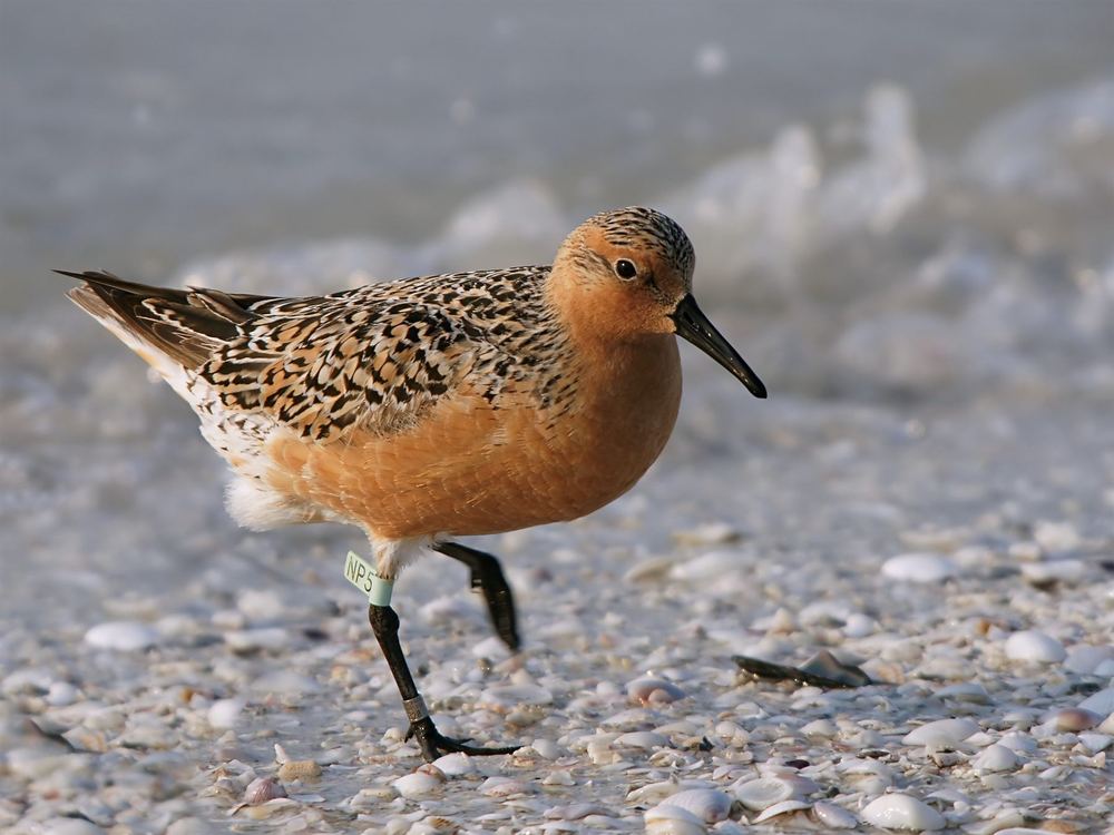 Red Knot