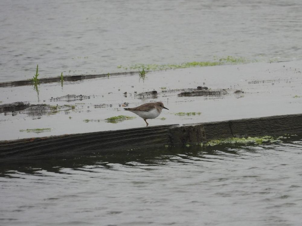 Temminck's Stint