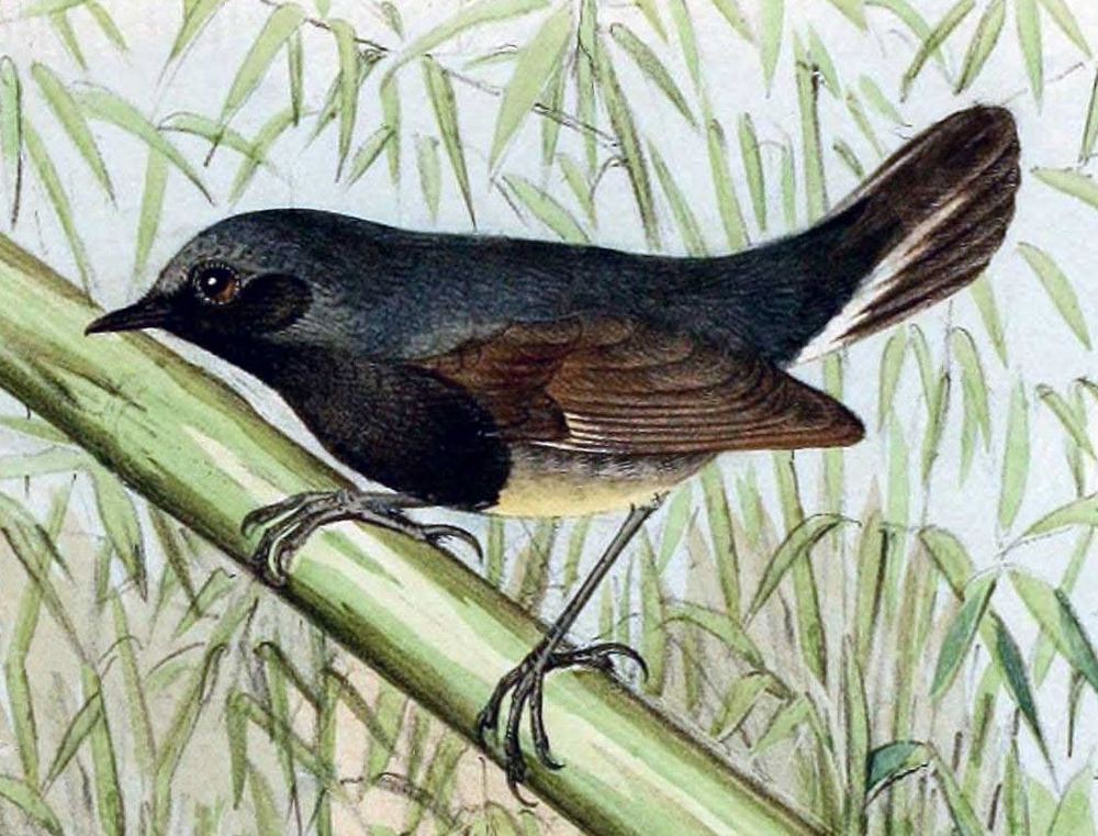 Calliope obscura