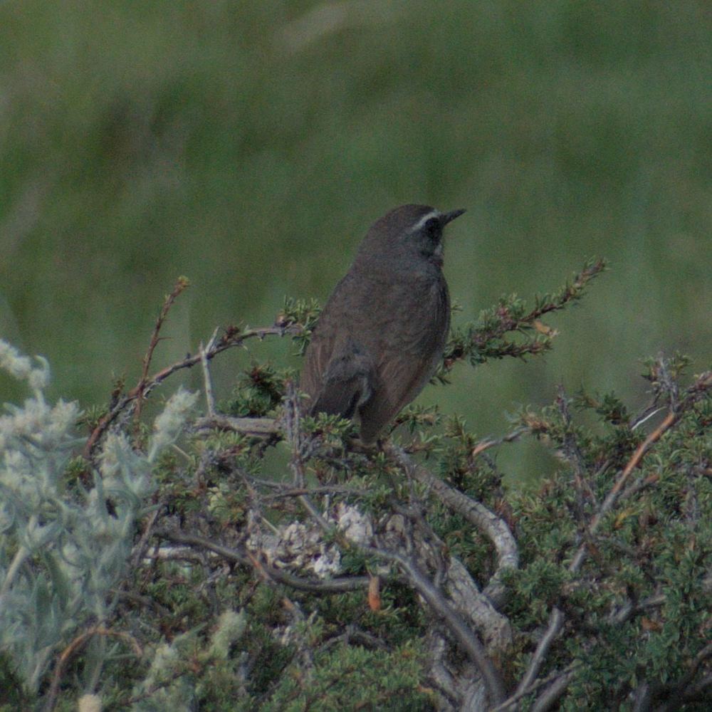 Chinese Rubythroat