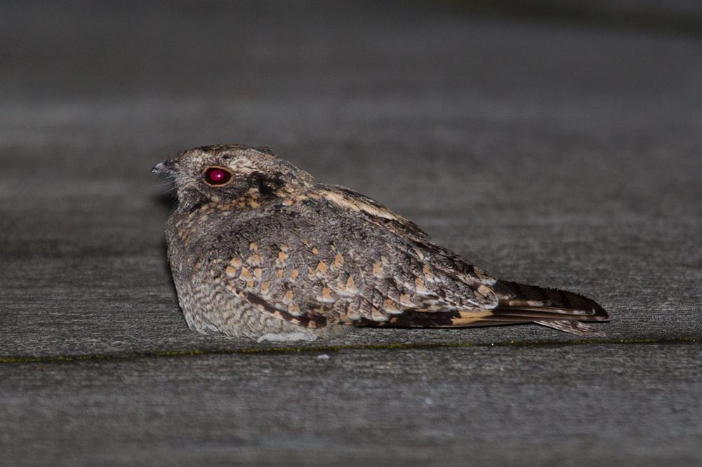 Savanna Nightjar