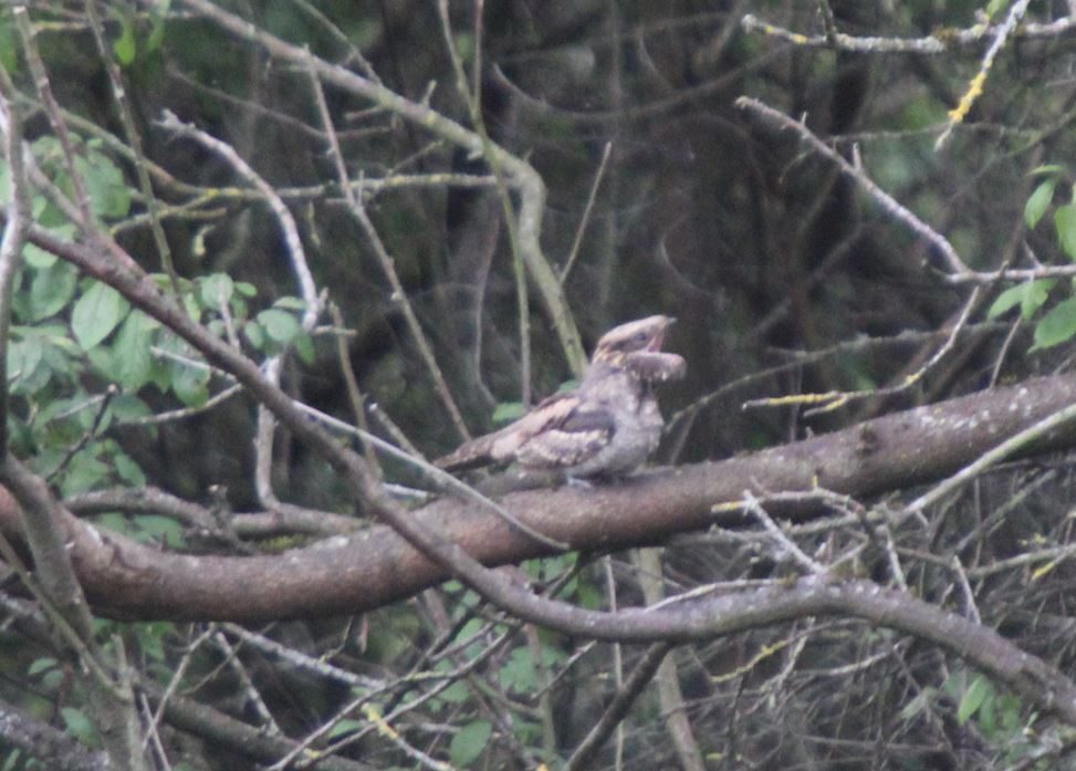 European Nightjar