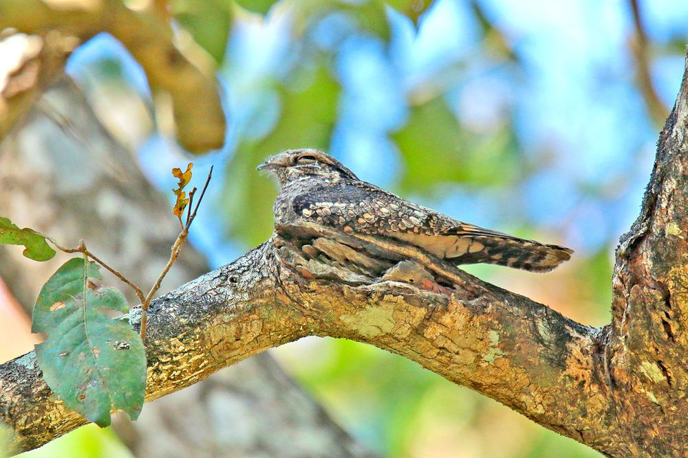 Grey Nightjar