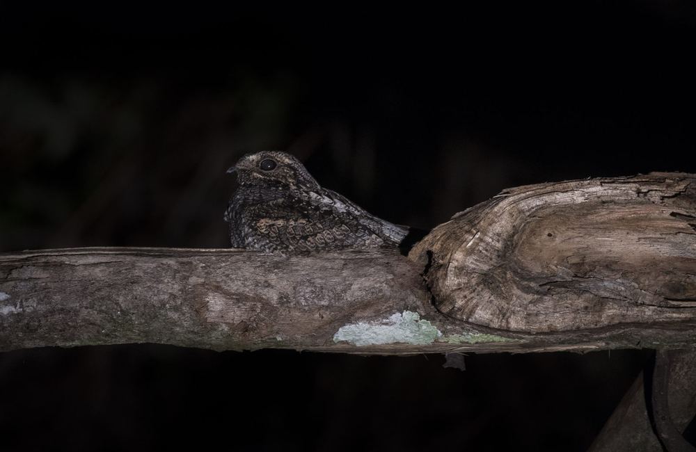 Large-Tailed Nightjar