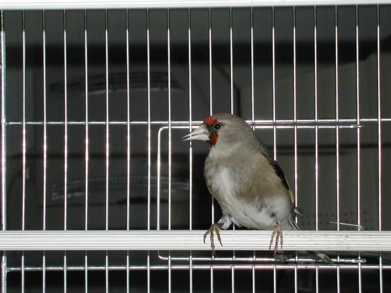 Grey-crowned Goldfinch