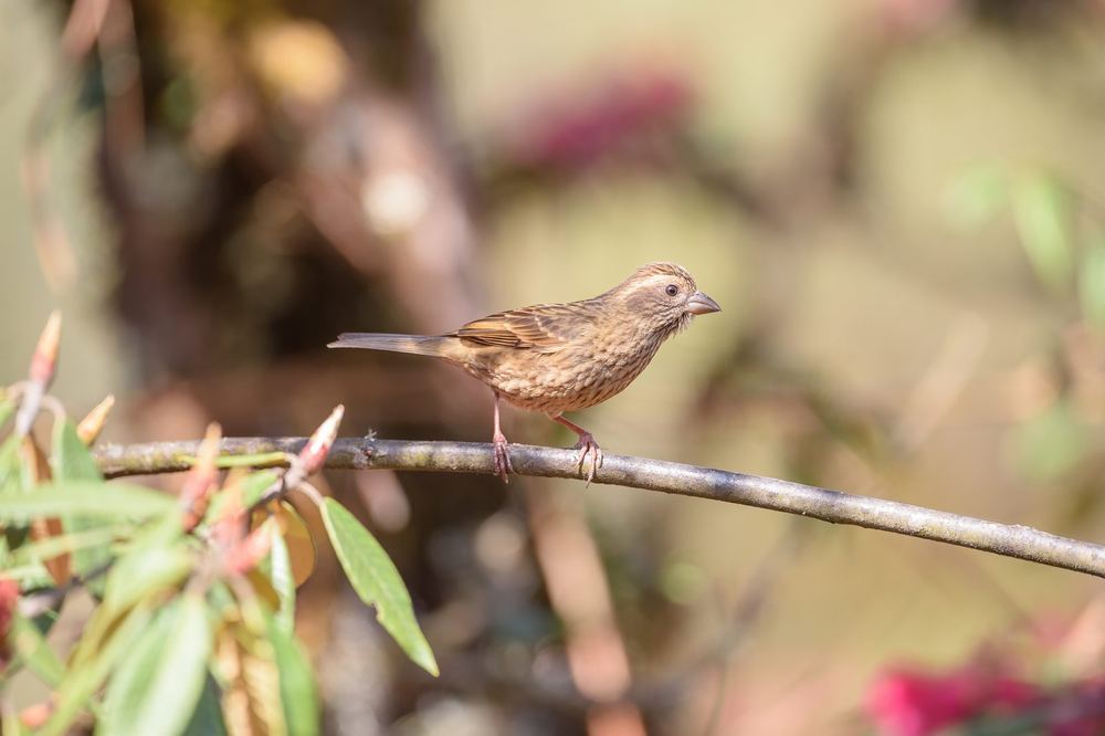 Dark-rumped Rosefinch
