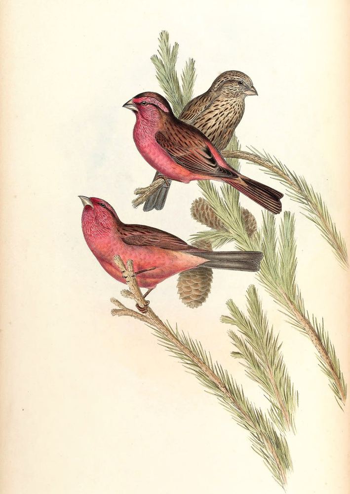 Carpodacus rhodochlamys