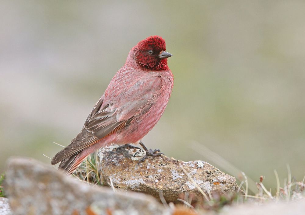 Carpodacus roborowskii