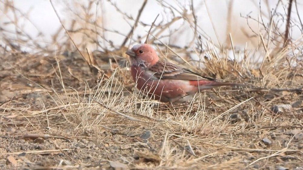 Pallas's Rosefinch