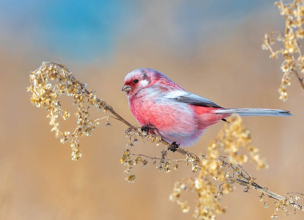 Siberian Long-tailed Rosefinch