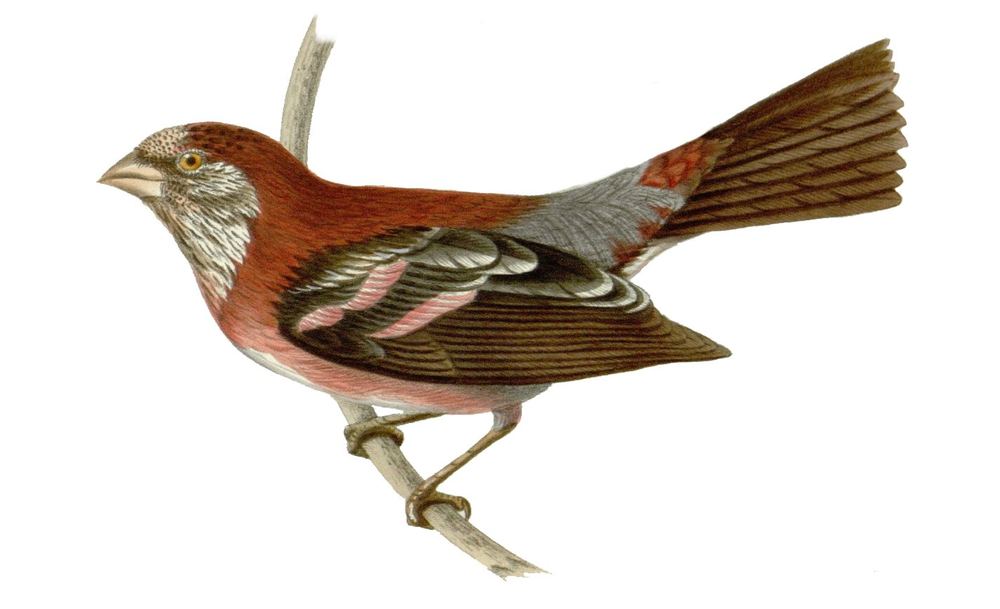 Carpodacus trifasciatus