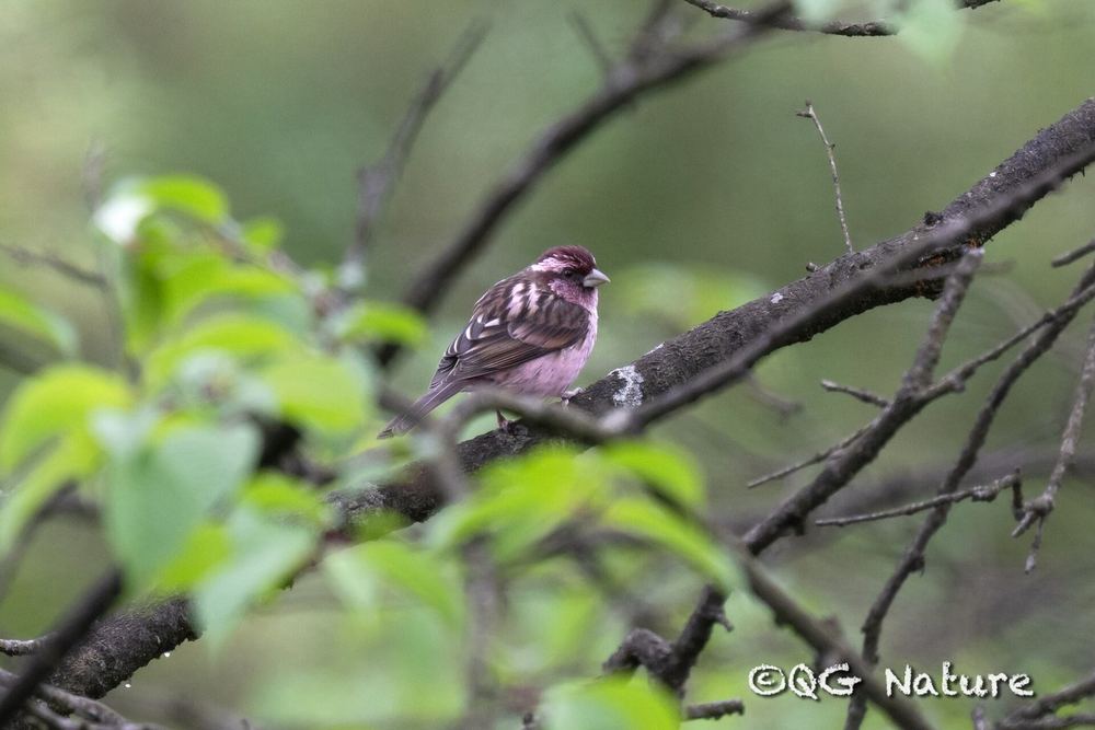 Carpodacus verreauxii