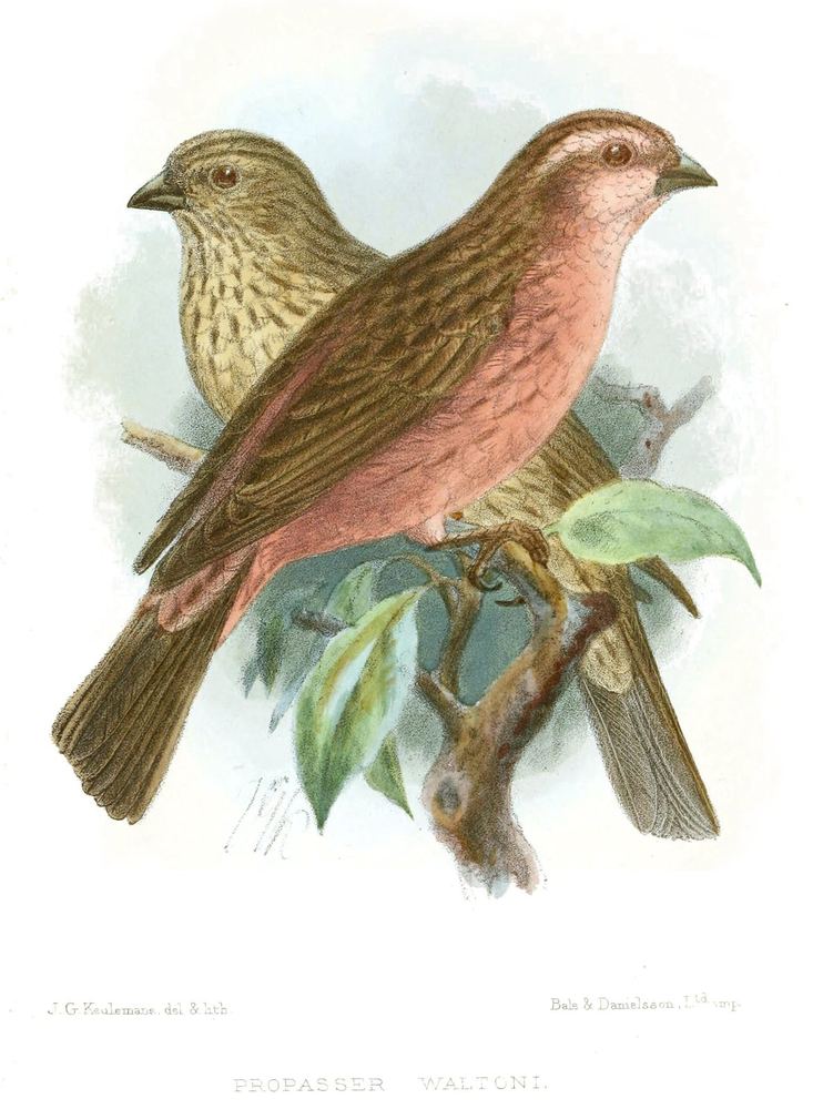 Carpodacus waltoni