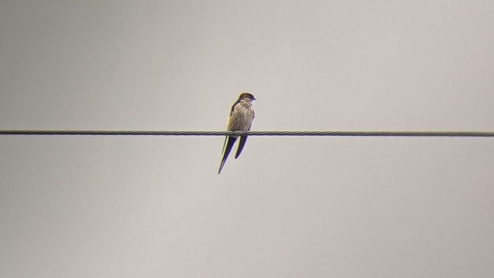 Eastern Red-rumped Swallow