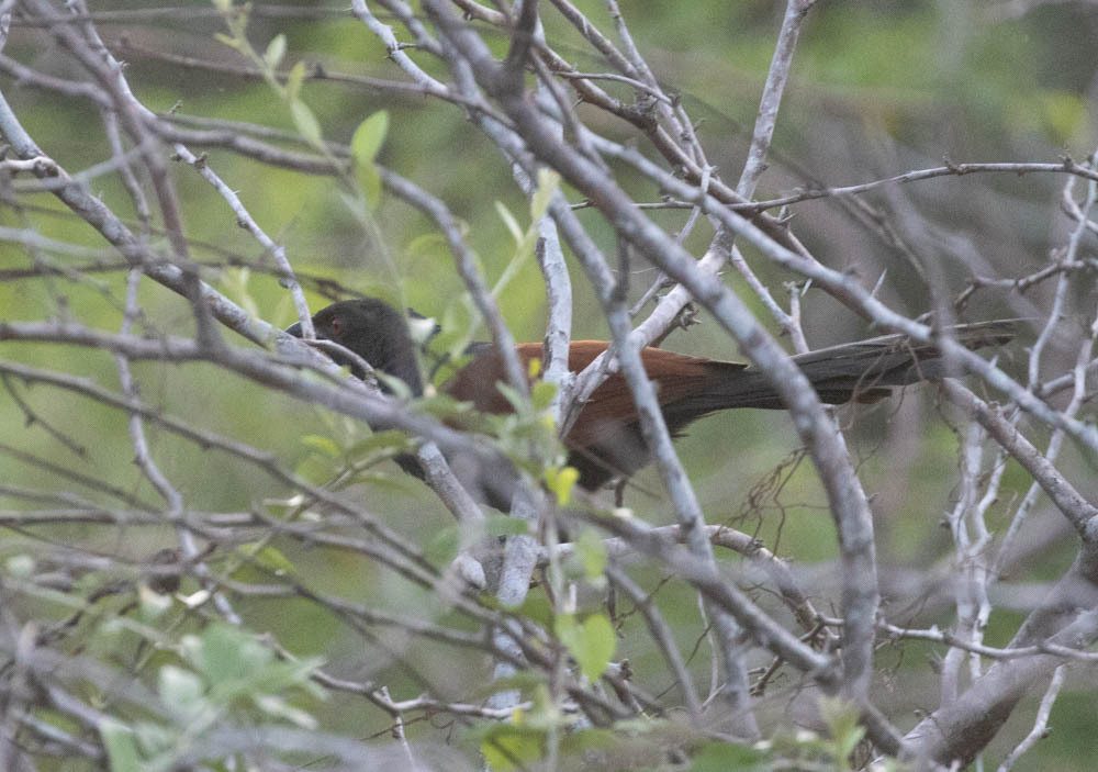 Greater Coucal