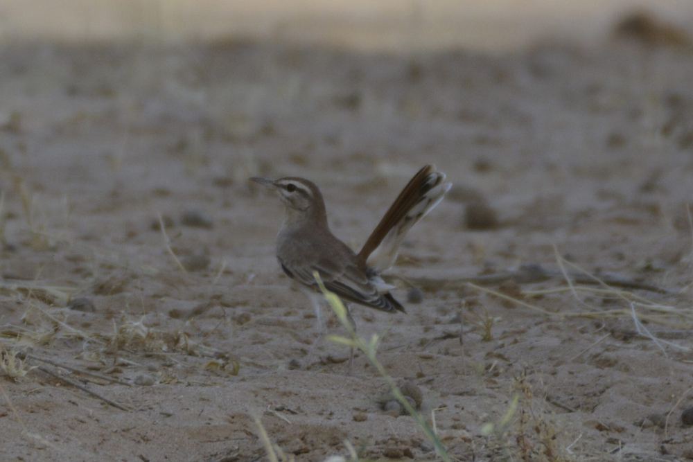 Rufous-tailed Scrub Robin