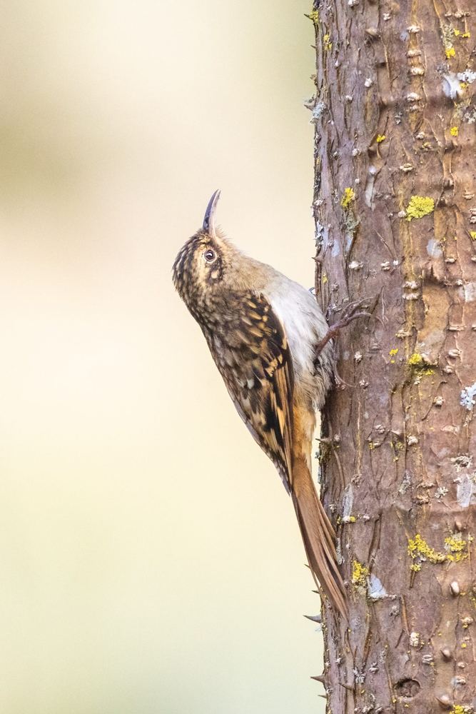 Sikkim Treecreeper