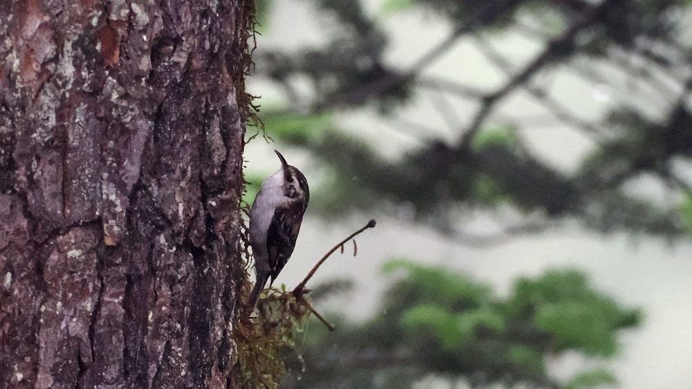 Hodgson's Treecreeper