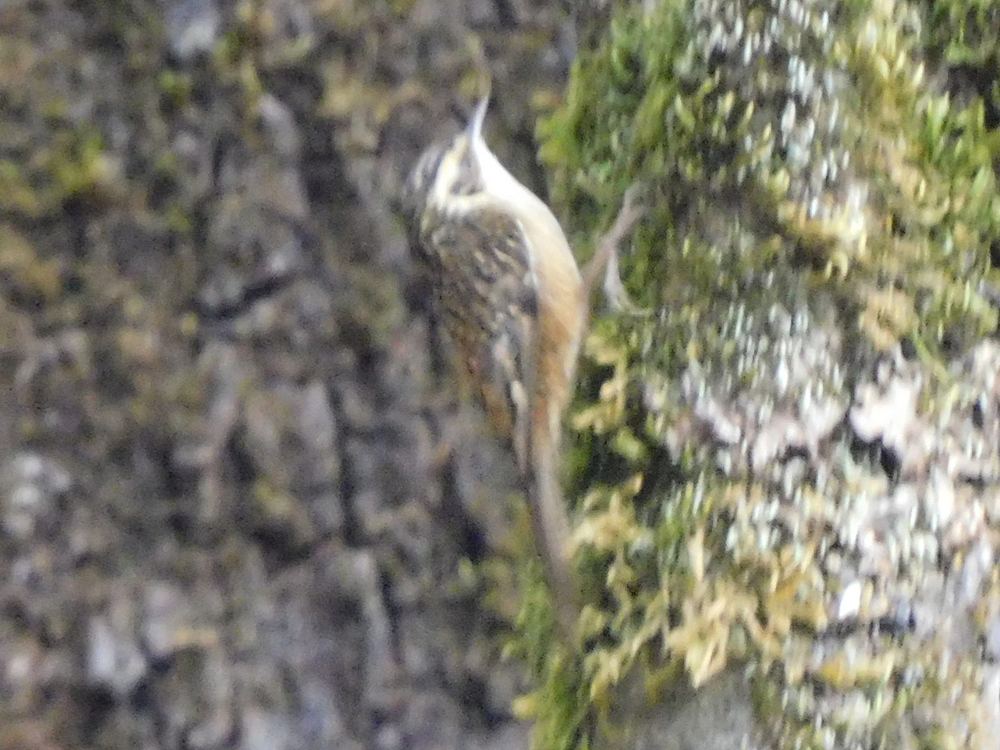 Rusty-flanked Treecreeper