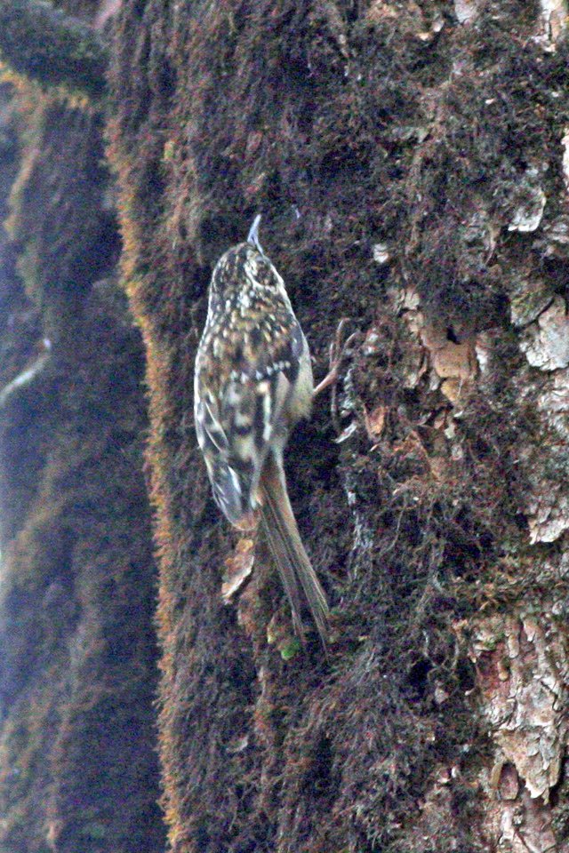 Certhia tianquanensis