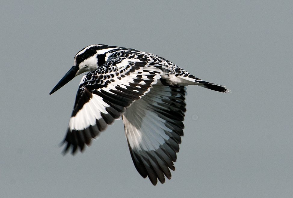 Pied Kingfisher