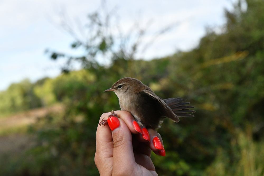Cetti's Warbler