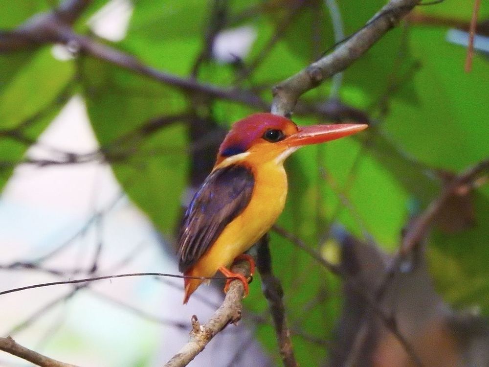 Black-backed Dwarf Kingfisher