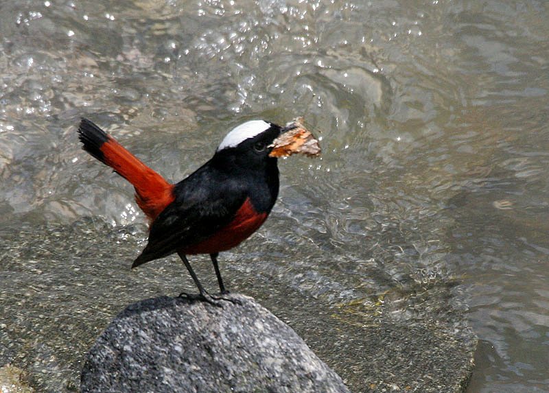White-capped Redstart