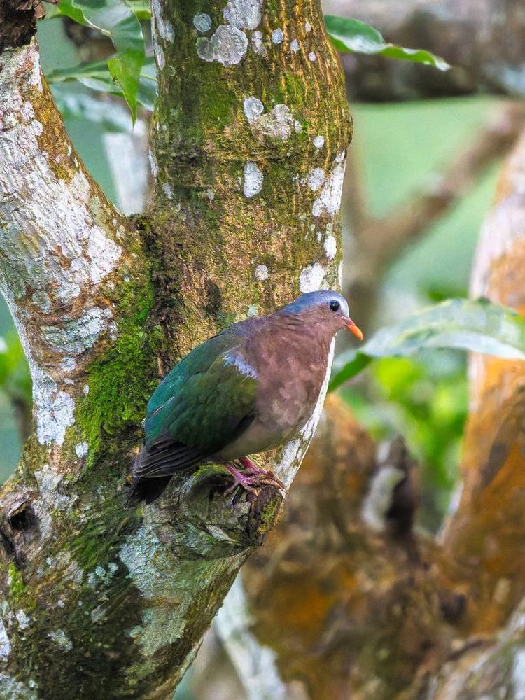 Asian Emerald Dove