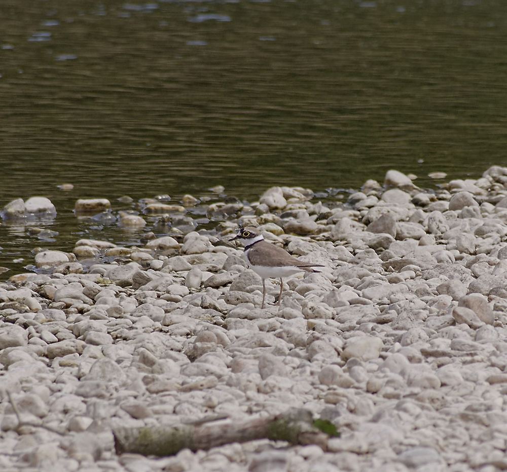 Little Ringed Plover