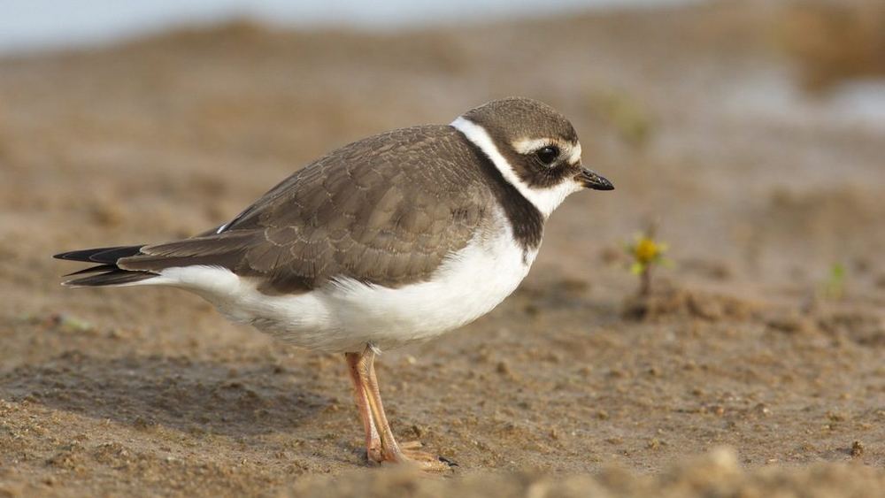 Common Ringed Plover